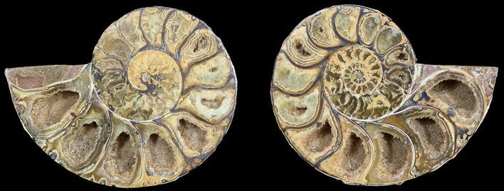 Cut & Polished, Agatized Ammonite Fossil - Jurassic #53839